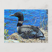 Minnesota Common Loon Briefkaart (Voorkant)