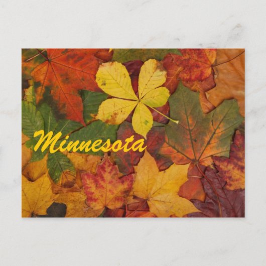 Minnesota Feuilles Automne Carte Postale (Devant)