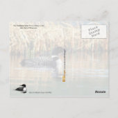 Minnesota State Bird - Common Loon Briefkaart (Achterkant)