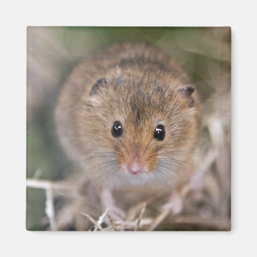 Minnie Magnet Magneet (Voorkant)
