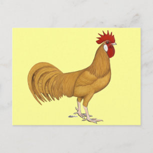 Minorca: Buff Rooster Briefkaart