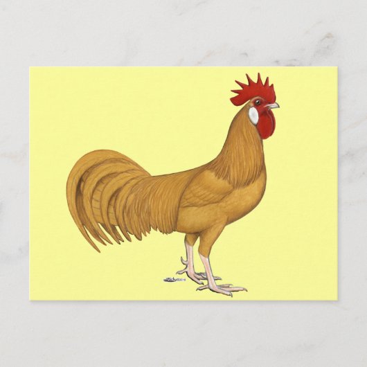 Minorca: Buff Rooster Briefkaart (Voorkant)