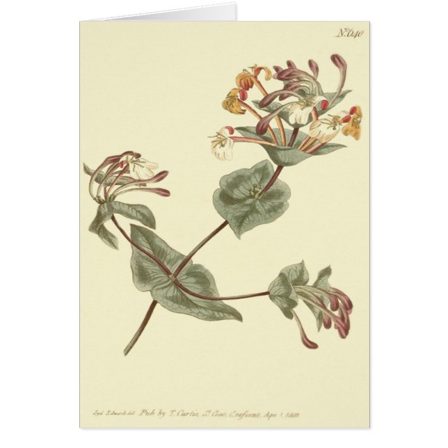 Minorca Honeysuckle Yellow Illustratie (Voorkant)