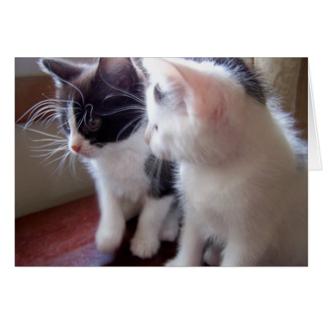 minous de bébé (Devant horizontal)