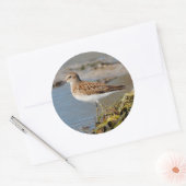Minst Sandpiper op de Mudflats Ronde Sticker (Envelop)