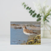 Minst Sandpiper Shorebird op Mudflats Briefkaart (Staand voorkant)