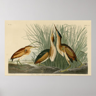 Minste bittern poster