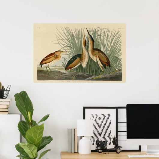 Minste bittern poster (Thuiskantoor)