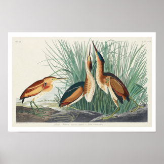 Minste bittersoort door Poster van Audubon