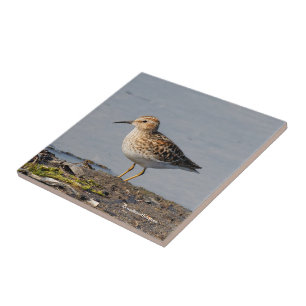Minste Sandpiper bij lage temperatuur Tegeltje