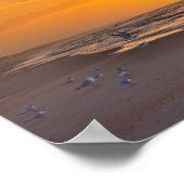 Minstens Terns op het strand, Money Bayou Beach, F Poster (Hoek)