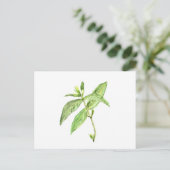 Mint herb briefkaart (Staand voorkant)