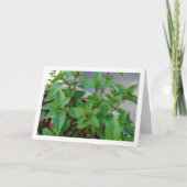 Mint Herb Plant Kaart (Voorkant)