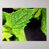 Mint Leaf poster (Voorkant)
