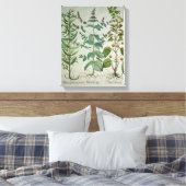 Mint: Mentha crispa Canvas Afdruk (Insitu (Slaapkamer))