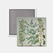 Mint: Mentha crispa Magneet (Voorkant / Achterkant)