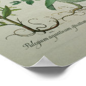 Mint: Mentha crispa Poster (Hoek)