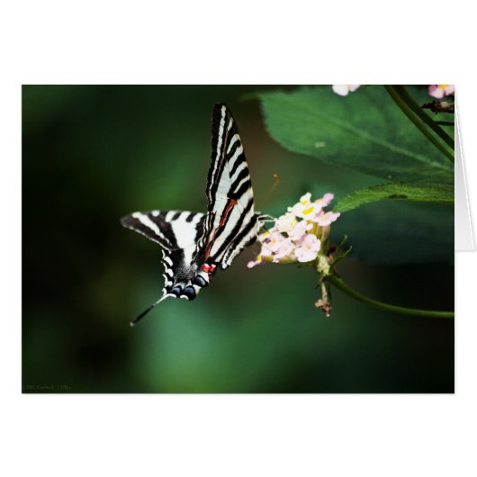 Minuscule carte Zebra (Devant Horizontal)