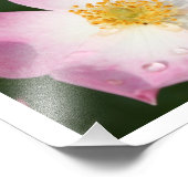 Minuscule danseur - Ballerina Photographie Rose (Coin)