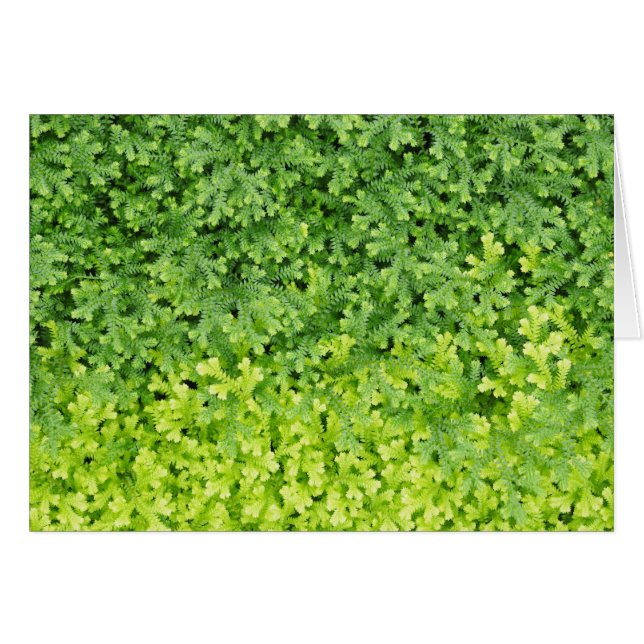 Minuscule fougère tropicale (Devant horizontal)