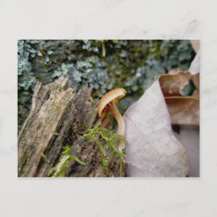 Minuscule Novembre Champhroom Carte postale