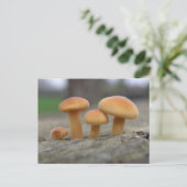 Minuscule Tabourets Macro Carte postale (Debout devant)