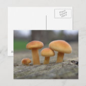 Minuscule Tabourets Macro Carte postale (Devant / Derrière)