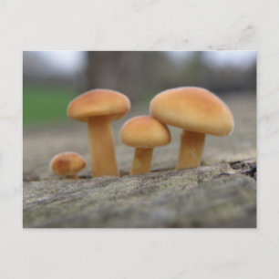 Minuscule Tabourets Macro Carte postale