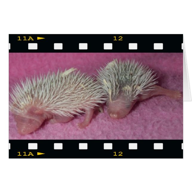 Minuscules bébés hériscins (Devant horizontal)