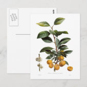 Mirabellpeper Briefkaart (Voorkant / Achterkant)