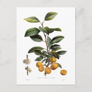 Mirabellpeper Briefkaart