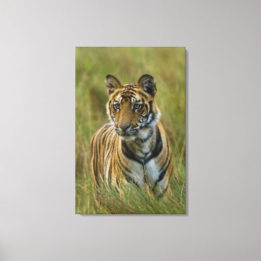 Mirchaini Cub Vrouw Tiger (Bandhavgarh, India) Canvas Afdruk (Voorkant)