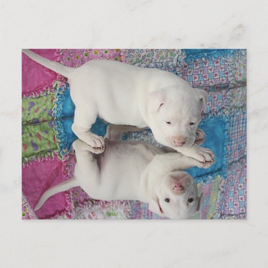 Mirror-Afbeelding Briefkaart (Voorkant)