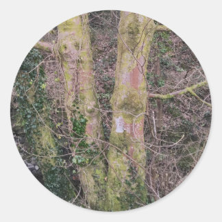 Mirror Trees-Sticker Ronde Sticker