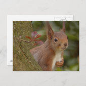 Mischevous Red Squirrel Briefkaart (Voorkant / Achterkant)