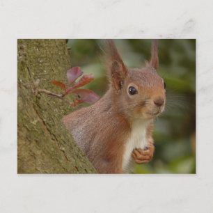 Mischevous Red Squirrel Briefkaart