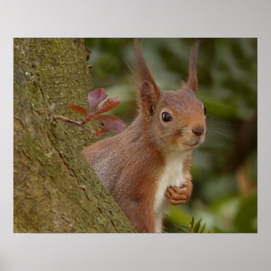 Mischevous Red Squirrel Poster (Voorkant)