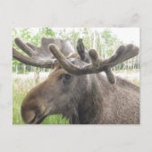 Mischiearian Moose Briefkaart (Voorkant)