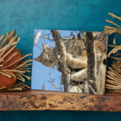 Mischievous Lynx Fotoplaat (Zijkant)