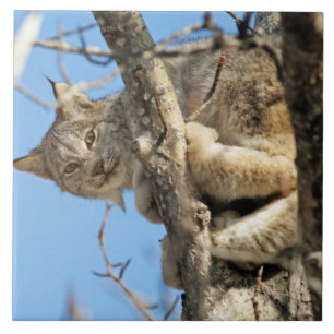 Mischievous Lynx Tegeltje