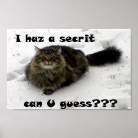 Mischievous Maine Coon in de sneeuw