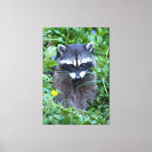 Mischievous Raccoon Canvas Afdruk