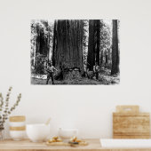 MISERY WHIPPING a SEQUOIA c. 1900 Poster (Keuken)