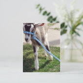 Misha de Goat Briefkaart (Staand voorkant)