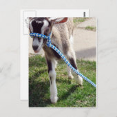 Misha de Goat Briefkaart (Voorkant / Achterkant)