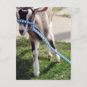 Misha de Goat Briefkaart