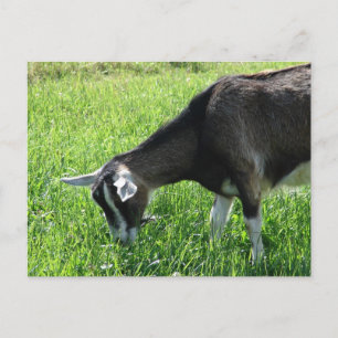Misha de Goat Briefkaart
