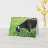 Misha de Goat Kaart (Gele Bloem)