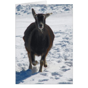 Misha Met Leuke Geit Rennen In Sneeuw