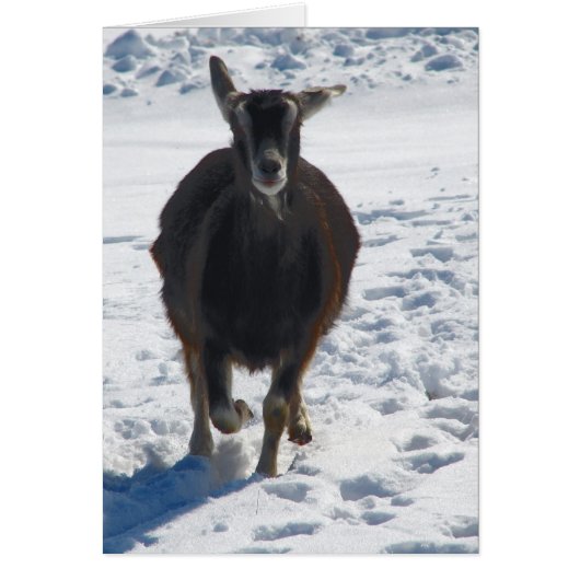 Misha Met Leuke Geit Rennen In Sneeuw (Voorkant)